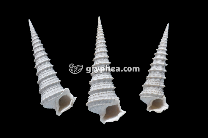 Potamides tricarinatus (Bartonien) - gryphea.com